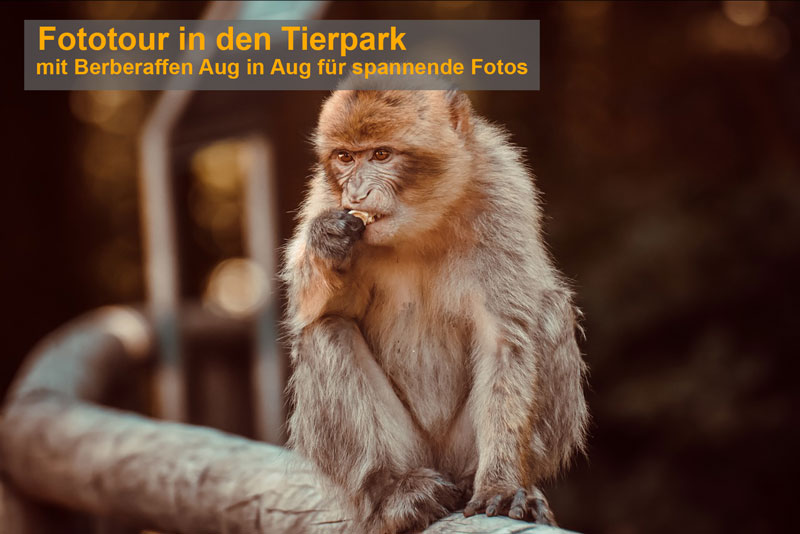 TierparkNMS