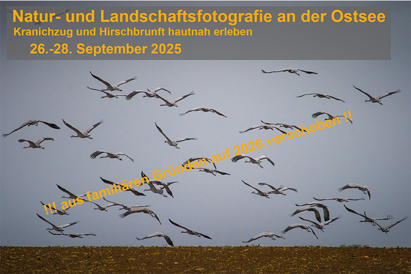 KranichzugDarß