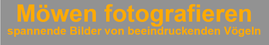 MöwenFotografierenText MöwenFotografierenText