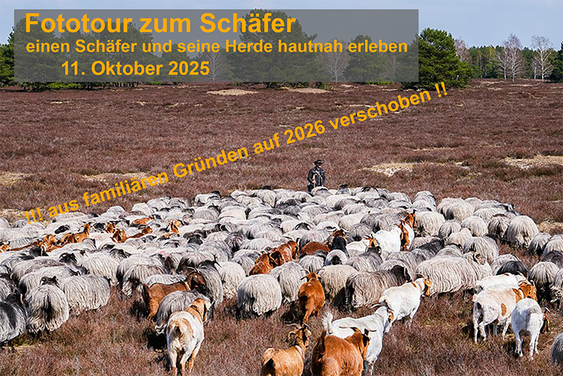 SchäferZurHeideblüte