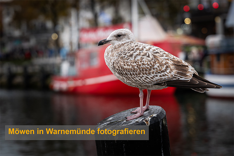 MöwenWarnemünde