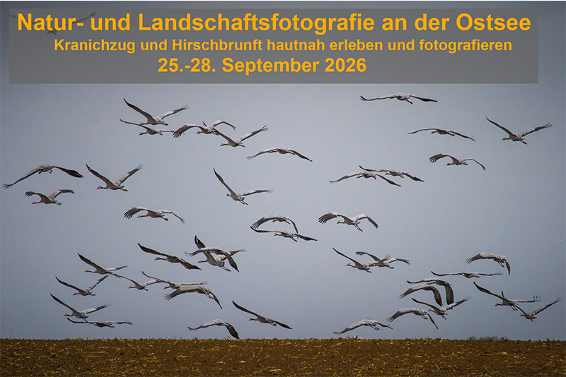 KranichzugDarß KranichzugDarß