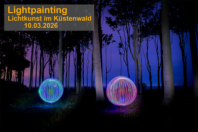 LichtkunstKüstenwald