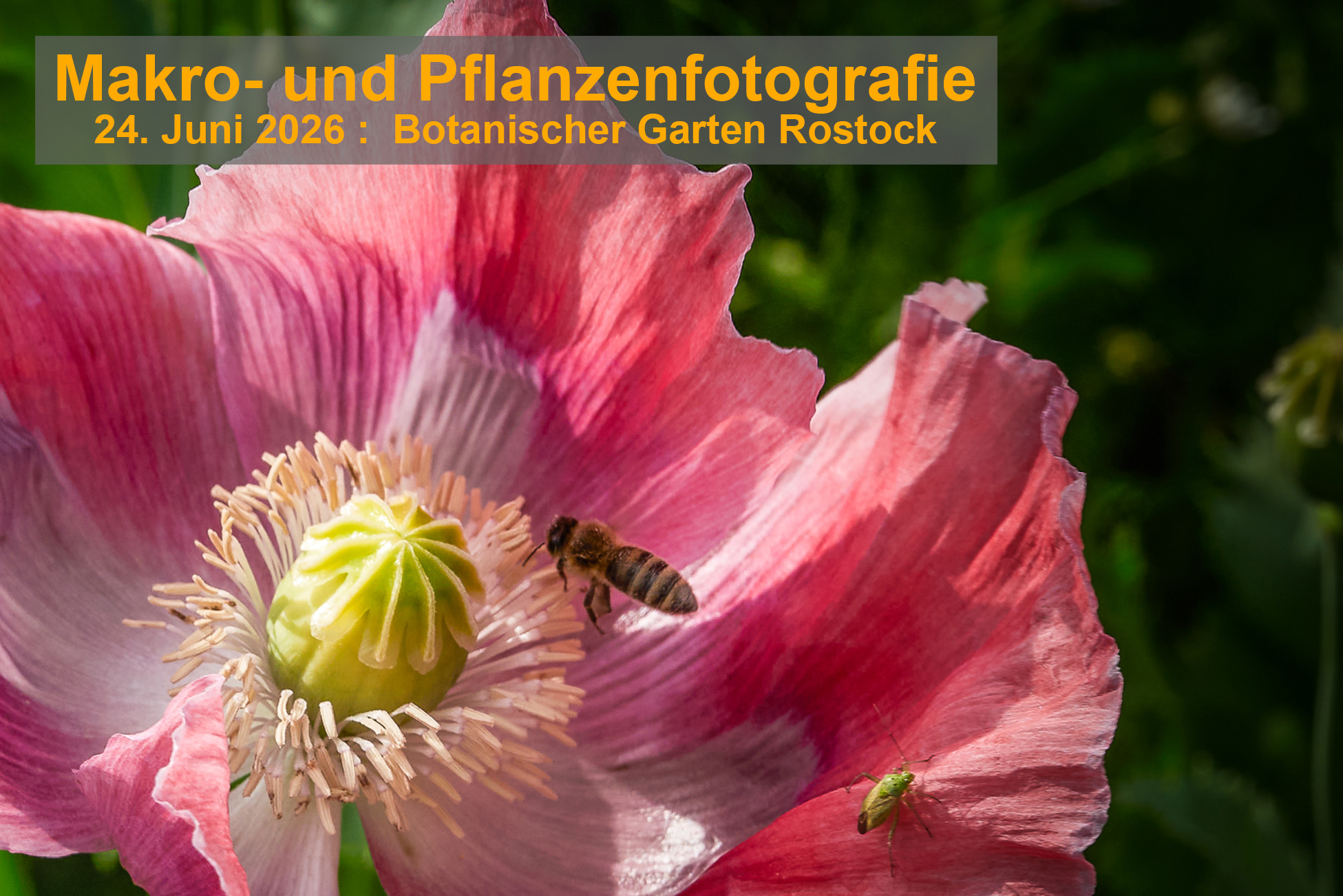 MakrofotografieRostock