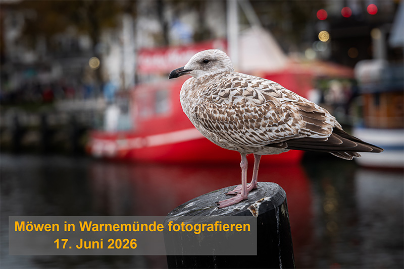 MöwenWarnemünde