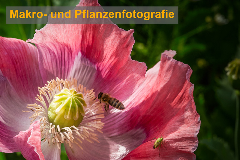 FotokursMakrofotografie