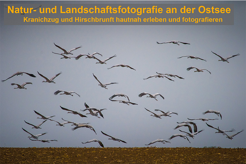 KranichzugDarß