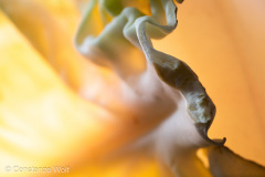 CUH_7976-1