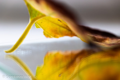 CUH_8048-1