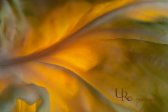 UR-2022-10-08-Macro-Kohlblatt