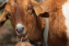 Fototour mit dem Schäfer in der Heide