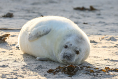 Robbenbabies auf Helgoland