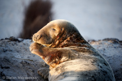 2022 Helgoland