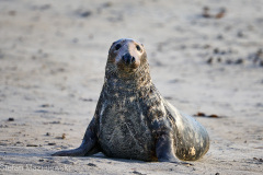2022 Helgoland